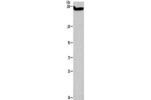 FLASH antibody