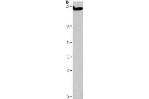 FLASH antibody