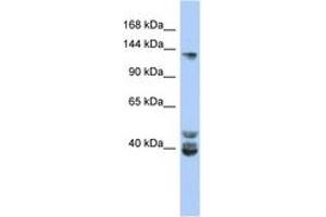 Image no. 1 for anti-Nuclear Receptor Coactivator 1 (NCOA1) (AA 611-660) antibody (ABIN6742422) (NCOA1 antibody  (AA 611-660))
