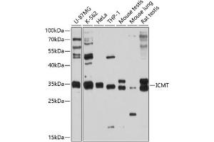 Western blot analysis of extracts of various cell lines, using ICMT antibody (ABIN6128077, ABIN6142129, ABIN6142130 and ABIN6214491) at 1:1000 dilution. (ICMT antibody  (AA 175-284))
