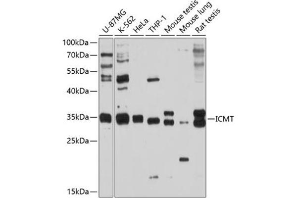 ICMT antibody  (AA 175-284)