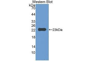 Western Blotting (WB) image for anti-CD47 (CD47) (AA 18-219) antibody (ABIN1859238) (CD47 antibody  (AA 18-219))