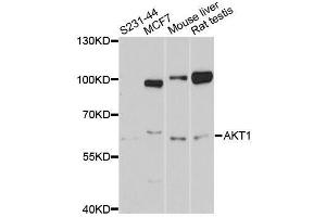 Western blot analysis of extracts of various cell lines, using AKT1 antibody. (AKT1 antibody  (C-Term))