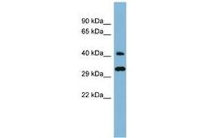 Image no. 1 for anti-DnaJ (Hsp40) Homolog, Subfamily C, Member 27 (DNAJC27) (AA 143-192) antibody (ABIN6741773) (DNAJC27 antibody  (AA 143-192))