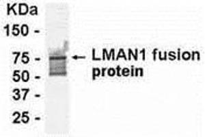 Western Blotting (WB) image for anti-Lectin, Mannose-Binding, 1 (LMAN1) (AA 270-470) antibody (ABIN2468020) (LMAN1 antibody  (AA 270-470))