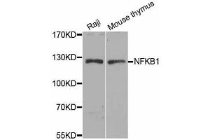 Western blot analysis of extracts of various cell lines, using NFKB1 antibody (ABIN5974018) at 1/1000 dilution. (NFKB1 antibody)