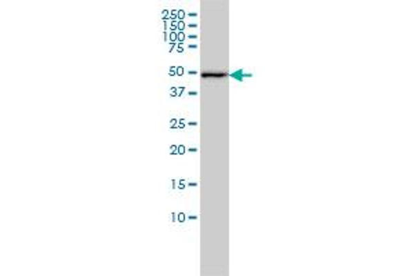 DNAJA2 antibody  (AA 1-412)