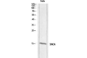 Western Blot (WB) analysis of HeLa lysis using SNCA antibody.