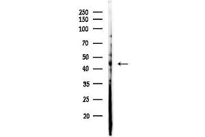 anti-Nuclear Receptor Subfamily 2, Group F, Member 6 (NR2F6) (N-Term) antibody