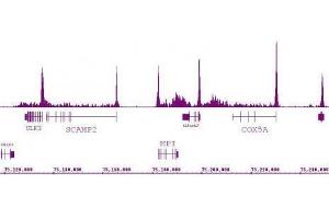 RNA pol II antibody (mAb) (Clone 1F4B6) tested by ChIP-Seq. (POLR2A/RPB1 antibody)
