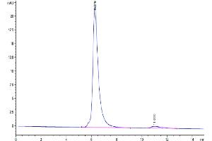 The purity of Cynomolgus SEZ6 is greater than 95 % as determined by SEC-HPLC. (SEZ6 Protein (AA 20-927) (His tag))