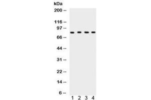 Western blot testing of 1) rat testis, 2) rat thymus, 3) human HeLa and 4) mouse NIH3T3 lysate with Ku80 antibody. (XRCC5 antibody)