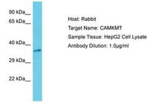 Image no. 1 for anti-Calmodulin-Lysine N-Methyltransferase (CAMKMT) (C-Term) antibody (ABIN6750679) (Calmodulin-Lysine N-Methyltransferase (CAMKMT) (C-Term) antibody)