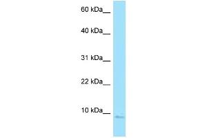 WB Suggested Anti-SNRPE Antibody Titration: 1. (SNRPE antibody  (N-Term))