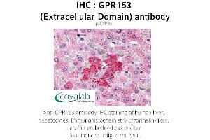 Image no. 1 for anti-G Protein-Coupled Receptor 153 (GPR153) (2nd Extracellular Domain) antibody (ABIN1734974) (GPR153 antibody  (2nd Extracellular Domain))