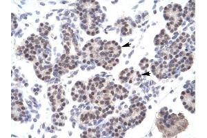 XRCC5 antibody was used for immunohistochemistry at a concentration of 4-8 ug/ml to stain Epithelial cells of pancreatic acinus (lndicated with Arrows) in Human Pancreas.