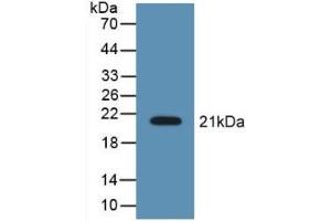 Detection of Recombinant LCN8, Mouse using Polyclonal Antibody to Lipocalin 8 (LCN8) (LCN8 antibody  (AA 27-176))