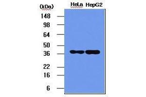 The HeLa and HepG2 cell lysates (5 ug) were resolved by SDS-PAGE, transferred to PVDF membrane and probed with anti-human NPM (1:1,000). (NPM1 antibody  (AA 81-294))