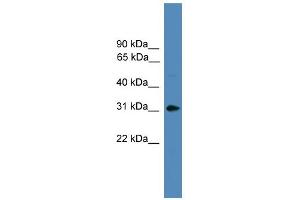 WB Suggested Anti-AREG Antibody Titration:  0. (Amphiregulin antibody  (Middle Region))