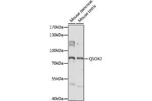 Western blot analysis of extracts of various cell lines, using QSOX2 antibody (ABIN7269780) at 1:1000 dilution. (QSOX2 antibody  (AA 370-650))