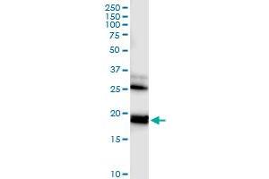 Immunoprecipitation of RHEB transfected lysate using anti-RHEB MaxPab rabbit polyclonal antibody and Protein A Magnetic Bead , and immunoblotted with RHEB MaxPab mouse polyclonal antibody (B01) . (RHEB antibody  (AA 1-184))