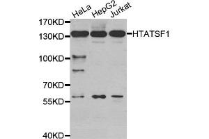 Western Blotting (WB) image for anti-HIV-1 Tat Specific Factor 1 (HTATSF1) antibody (ABIN1877006)