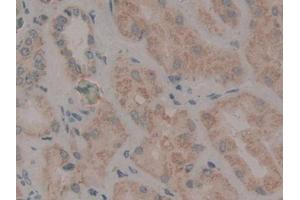 DAB staining on IHC-P; Samples: Human Kidney Tissue (WNT2 antibody  (AA 26-360))