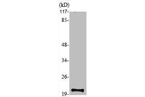 Western Blot analysis of various cells using MRP-S12 Polyclonal Antibody (MRPS12 antibody  (Internal Region))