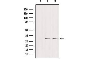 Western blot analysis of extracts from various samples, using DNAJB3 Antibody. (DnaJ (Hsp40) Homolog, Subfamily B, Member 3 (DNAJB3) (Internal Region) antibody)