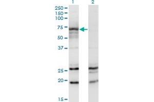 Western Blot analysis of MGAT3 expression in transfected 293T cell line by MGAT3 monoclonal antibody (M01), clone 2G4. (MGAT3 antibody  (AA 430-531))