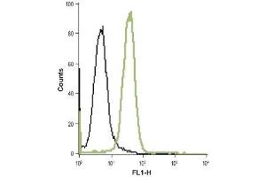 Cell surface detection of TrkB in live intact HL-60 (human promyelocytic leukemia cells) cell line: (black line) Cells + goat-anti-rabbit-FITC. (TRKB antibody  (Extracellular Domain))