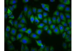 Immunofluorescence staining of Hela cells with ABIN7172324 at 1:200, counter-stained with DAPI. (TAAR5 antibody  (AA 1-34))