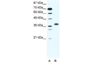 WB Suggested Anti-BHLHB5 Antibody   Titration: 2. (BHLHE22 antibody  (N-Term))