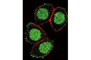 Confocal immunofluorescent analysis of X6 Antibody (Center) (ABIN390916 and ABIN2841118) with Hela cell followed by Alexa Fluor 488-conjugated goat anti-rabbit lgG (green). (PAX6 antibody  (AA 183-210))