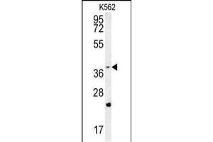 Western blot analysis in K562 cell line lysates (35ug/lane). (FBXW12 antibody  (C-Term))