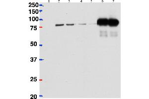 HeLa lysate either in RIPA buffer (lanes 1, 2, 4, 6) or TX100 buffer (lanes 3, 5, 7) overexpressing Mouse CSTF2 (64 kDa)  (DYKDDDDK tagged) immunoprecipitated using  ABIN1686783 (2 µg)  with Protein G-coated magnetic beads in lanes 6 and 7 and probed with anti-DYKDDDDK (1/1000). (CSTF2 antibody  (Internal Region))