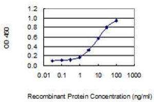 Detection limit for recombinant GST tagged CLASP2 is 0. (CLASP2 antibody  (AA 1-431))