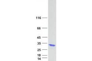 Validation with Western Blot (HN1 Protein (Transcript Variant 1) (Myc-DYKDDDDK Tag))