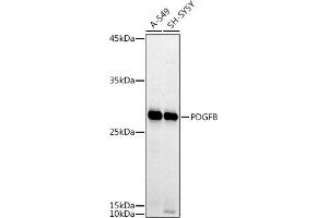 Western blot analysis of extracts of various cell lines, using PDGFB antibody (ABIN3021688, ABIN3021689, ABIN3021690 and ABIN6215511) at 1:1000 dilution. (PDGFB antibody  (AA 20-241))