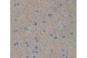 IHC-P analysis of Kidney tissue, with DAB staining. (FGF15 antibody  (AA 25-218))
