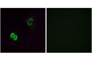 Immunofluorescence (IF) image for anti-Similar To Olfactory Receptor, Family 2, Subfamily T, Member 1 (OR2T1) (AA 231-280) antibody (ABIN2890990) (OR2T1 antibody  (AA 231-280))