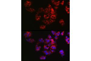Immunofluorescence analysis of HepG2 cells using APOE Rabbit pAb (ABIN6133561, ABIN6137017, ABIN6137019 and ABIN6213793) at dilution of 1:100 (40x lens). (APOE antibody  (AA 200-300))