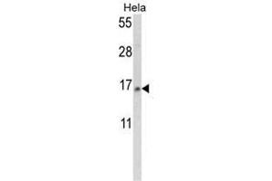 Western blot analysis of SNRPD2 Antibody (N-term) in Hela cell line lysates (35ug/lane). (SNRPD2 antibody  (N-Term))