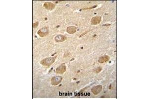 CNGA4 Antibody (N-term) (ABIN655756 and ABIN2845200) immunohistochemistry analysis in formalin fixed and paraffin embedded human brain tissue followed by peroxidase conjugation of the secondary antibody and DAB staining. (CNGA4 antibody  (N-Term))