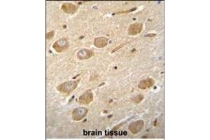 CNGA4 Antibody (N-term) (ABIN655756 and ABIN2845200) immunohistochemistry analysis in formalin fixed and paraffin embedded human brain tissue followed by peroxidase conjugation of the secondary antibody and DAB staining.