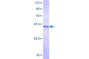 GTF2H2 Protein (AA 1-165) (GST tag)