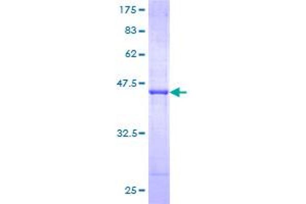 GTF2H2 Protein (AA 1-165) (GST tag)