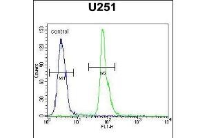 Flow cytometric analysis of U251 cells (right histogram) compared to a negative control cell (left histogram). (COPZ2 antibody  (C-Term))