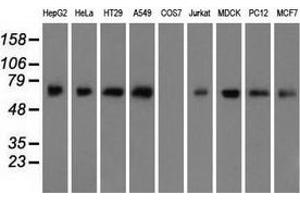 Western blot analysis of extracts (35 µg) from 9 different cell lines by using anti-ARNTL monoclonal antibody. (ARNTL antibody)