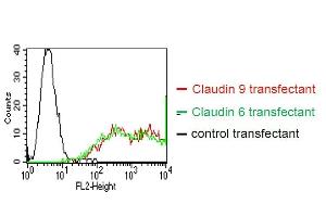 BOSC23 cells were transiently transfected with an expression vector encoding either Claudin 9 (red curve), Claudin 6 (green curve) or an irrelevant protein (control transfectant). (Claudin 6/9 antibody)